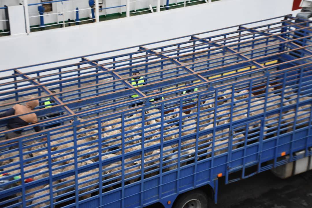 أضاحي العيد المستوردة