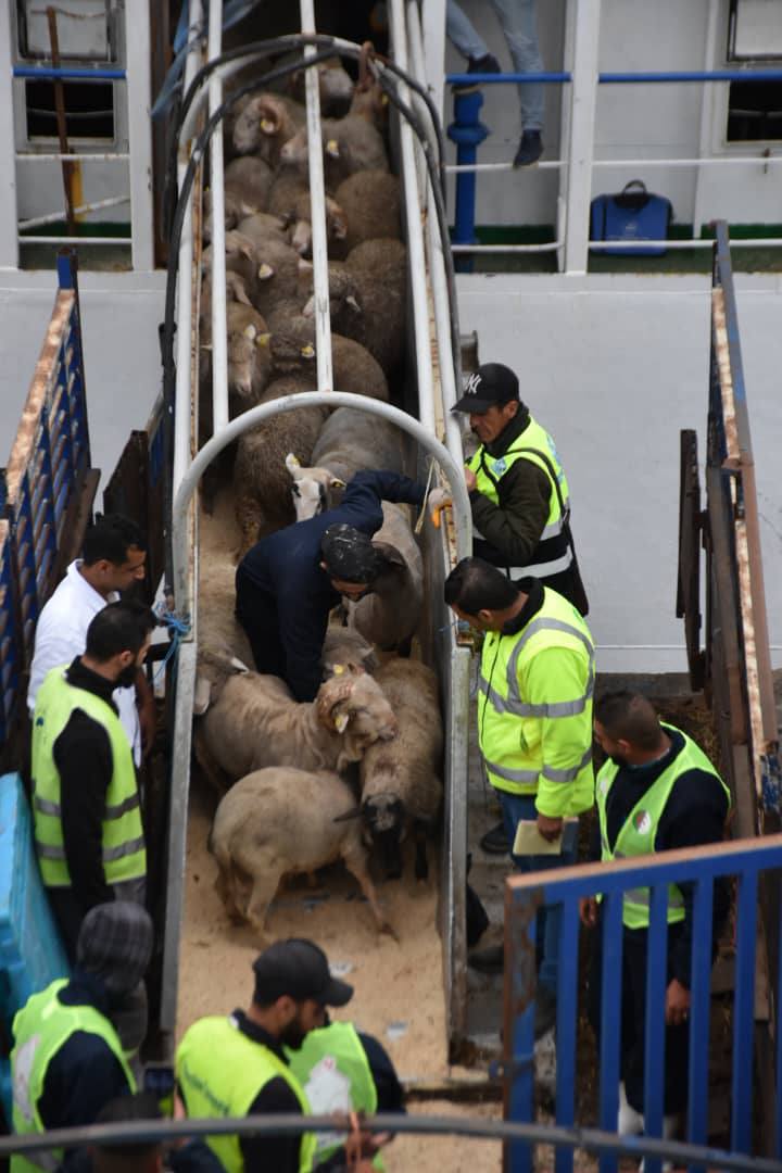 أضاحي العيد المستوردة