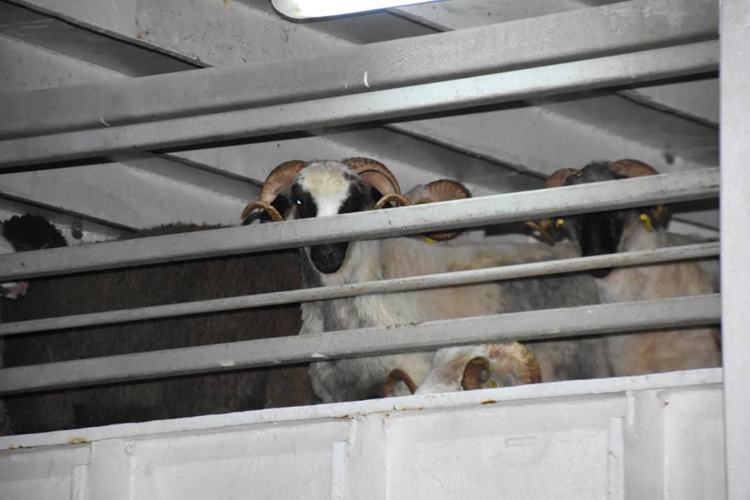 أضاحي العيد المستوردة